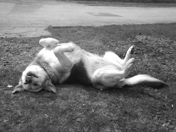 Do útulkov putuje nádielka 45 ton krmiva