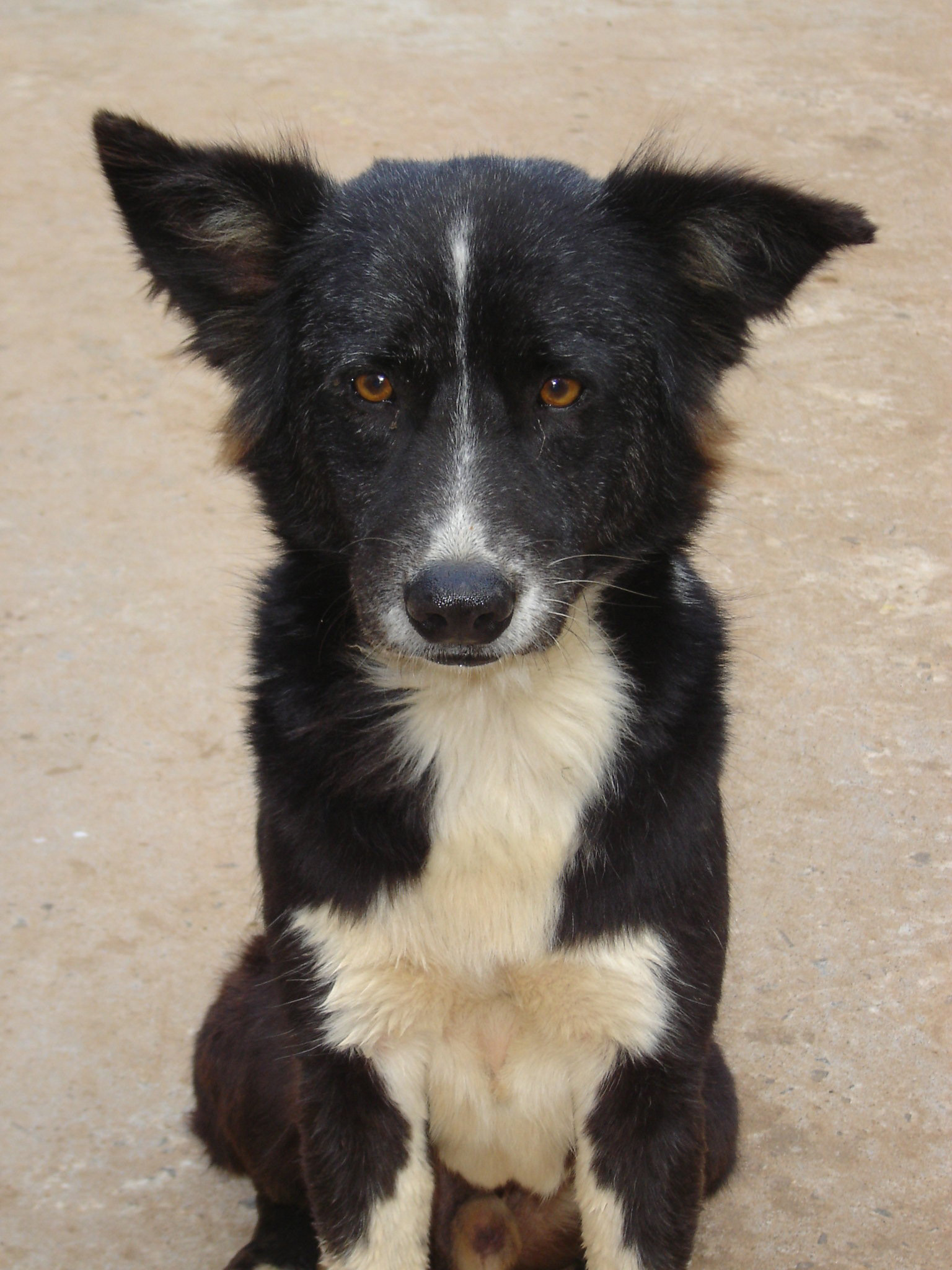 Zhorší sa situácia zvierat v SR?