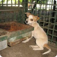 Petícia proti míňanie psov na slovenskom