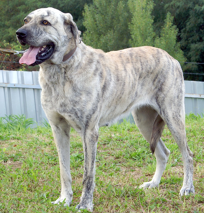 Nájde Chita nový domov?