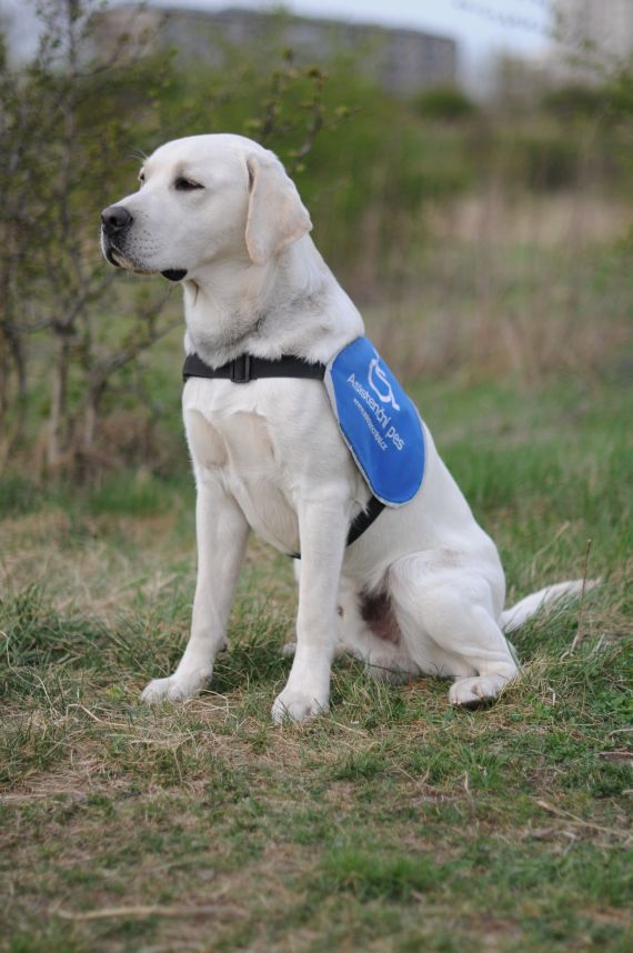 Fido & # 8211; skvelý priateľ i pomocník