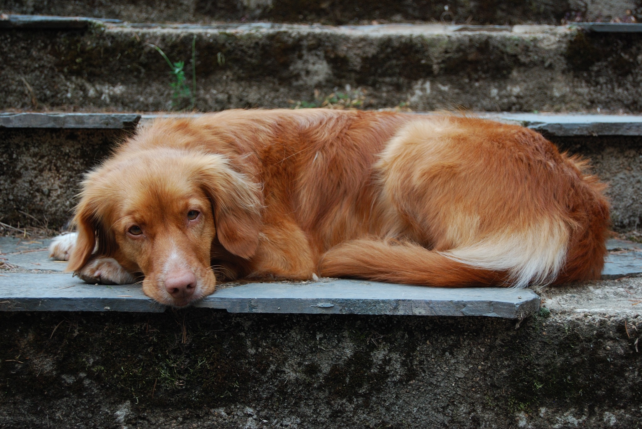 Názvy psích plemien sú niekedy oriešok