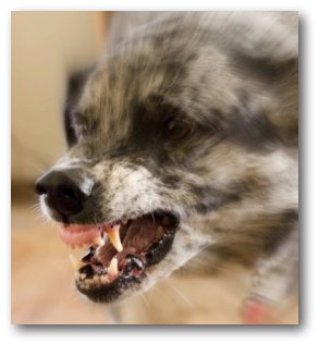 Besnota je vo svete stále problémom