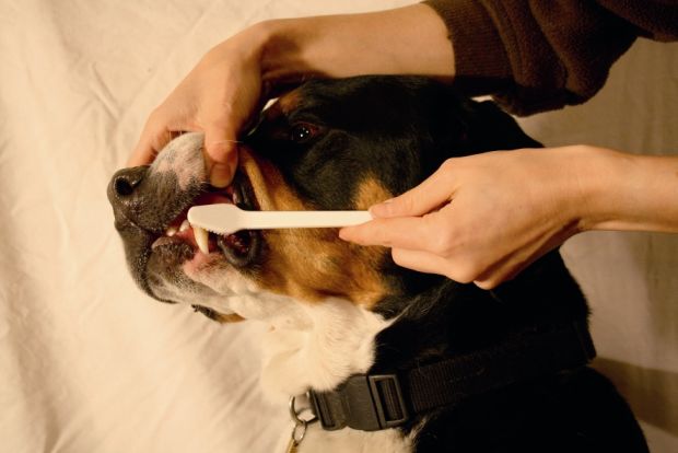 Paradentóza - nepriateľ domácich zvierat