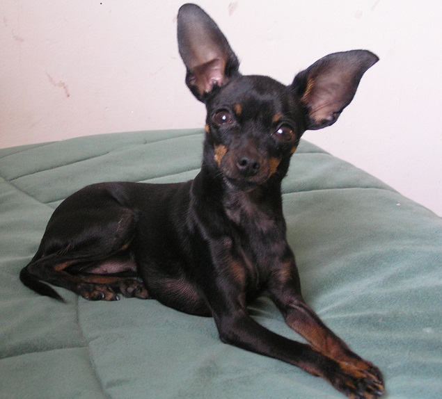 Krysarik doma značkuje