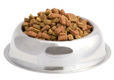 Prieskum: Pri nákupe krmiva pre psov rozhoduje kvalita pred cenou