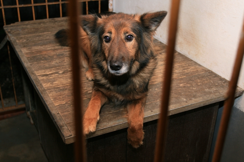 Vybraným útulkom sa do Vianoc naplní misky