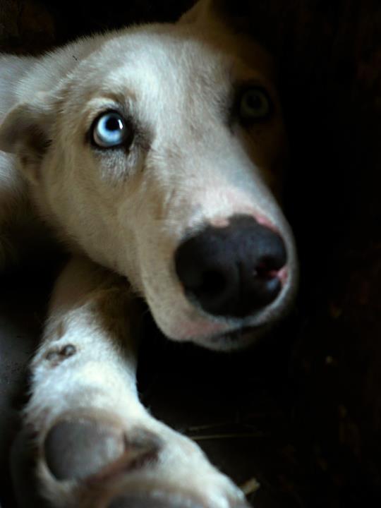 Občianske združenie Zatúlané Labky