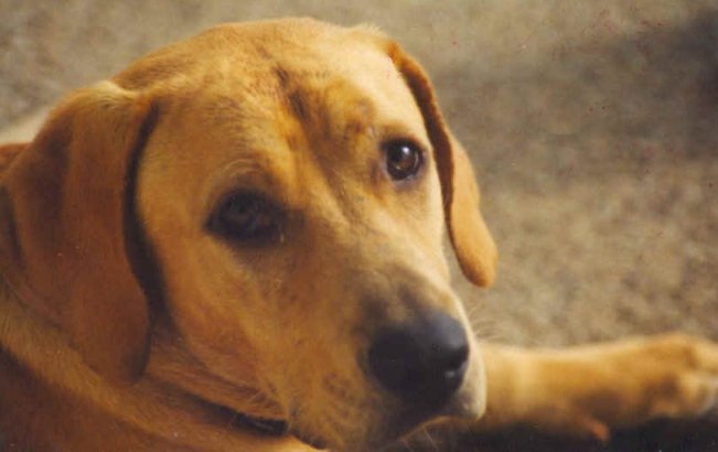 Pozvánka na seminár nielen o psej reči