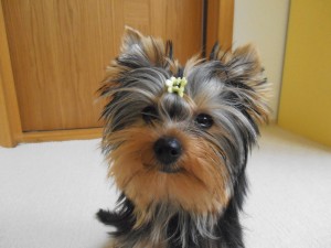 Chceli sme miláčika ...