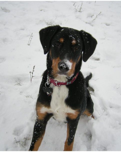 Prišla zima, prišiel mráz