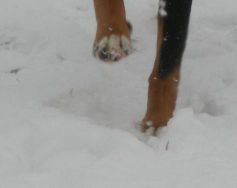 Prečo škodí chemický posyp?