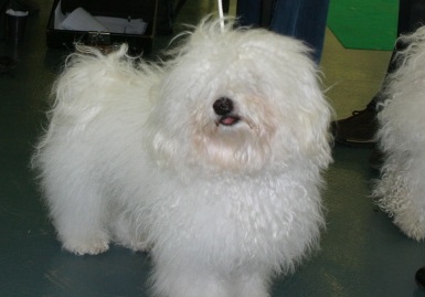 Všetko doma počůrá!