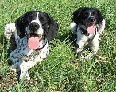 Hrozí u nás besnota?