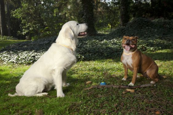 Desať najčastejších otázok a omylov o ektoparazitov u psov a mačiek