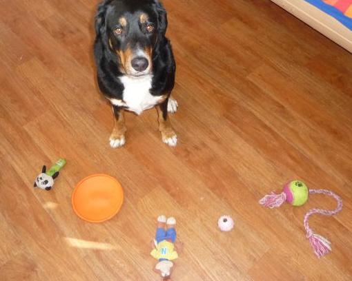 Tip na logickú hru s vaším psíkom