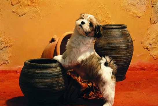 Čo potrebujú psie bábätká?