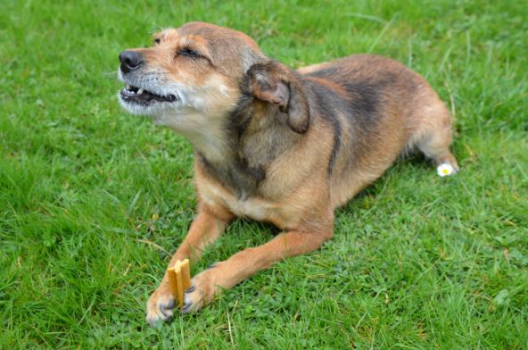 Skontrolujte psovi zuby