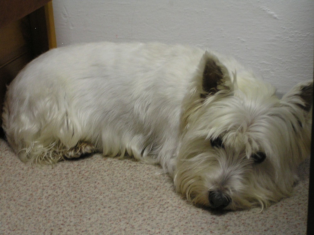 Ako na strach z veľkých psov?