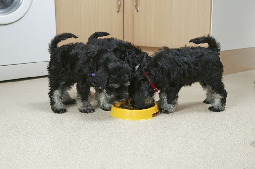 Desatoro výživy šteňaťa