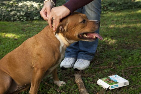 Chránite svojho maznáčika pred parazitmi?