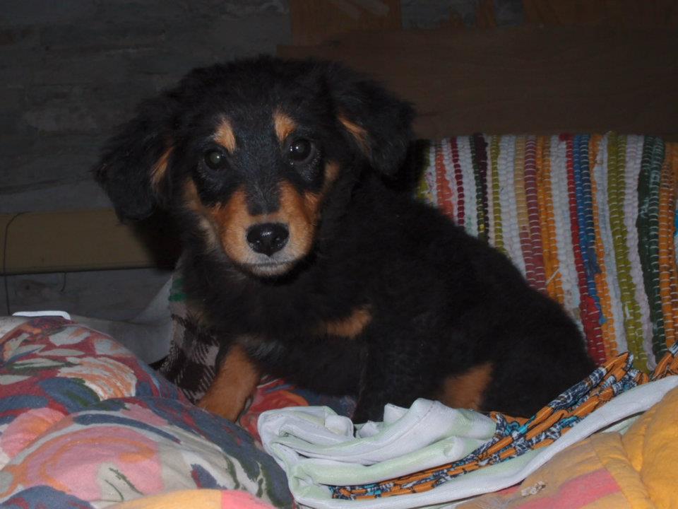 Noví psy na adopciu