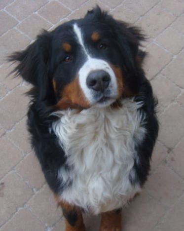 Obilné prílohy k mäsu