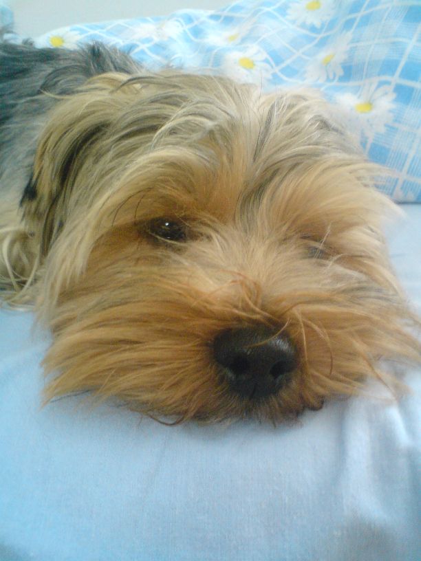 Čo je to pečeňové skrat?