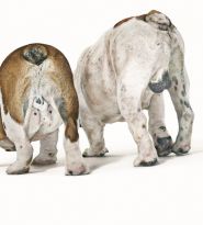 Iba tretina chovateľov vie, že aj psy môže trápiť prostata