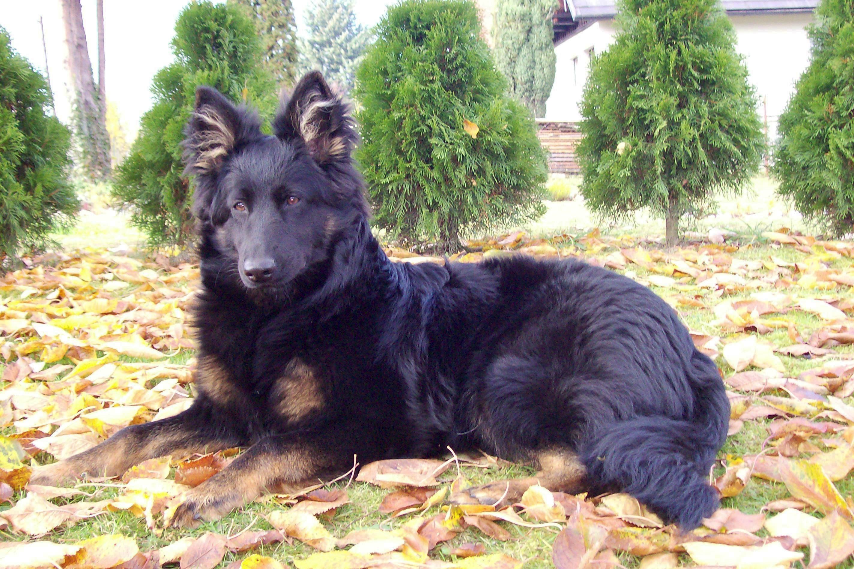 Čo je obedience a pre koho sa hodí?