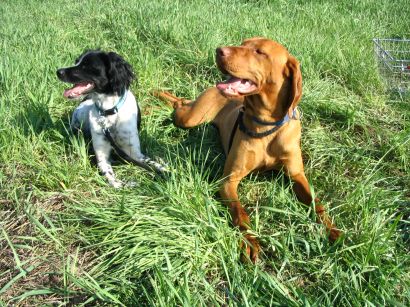 Čo je to binárny reč?