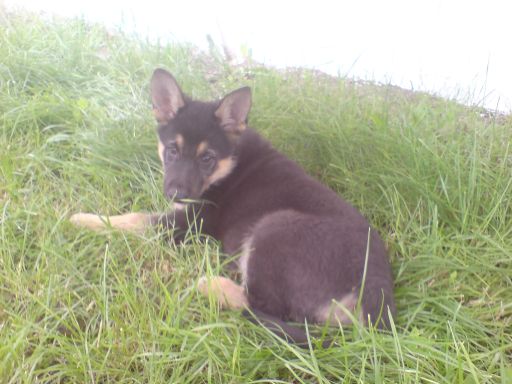 Tipy pre voľbu chovateľov