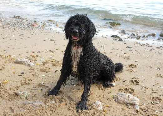 Už aj v Chorvátsku majú pláž pre psov