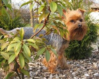 Nádory mliečnej žľazy