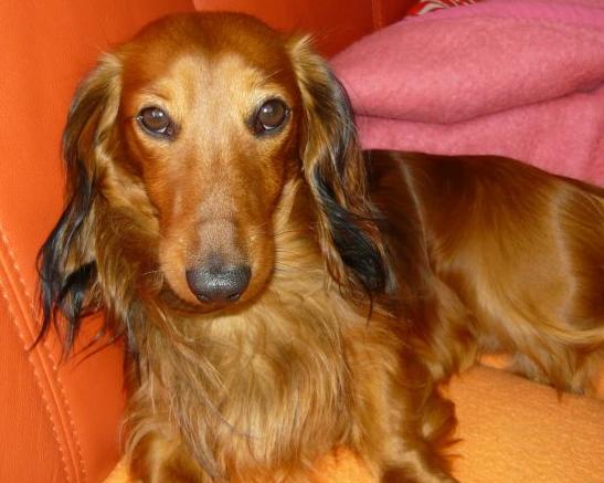 Očkovanie a homeopatiká