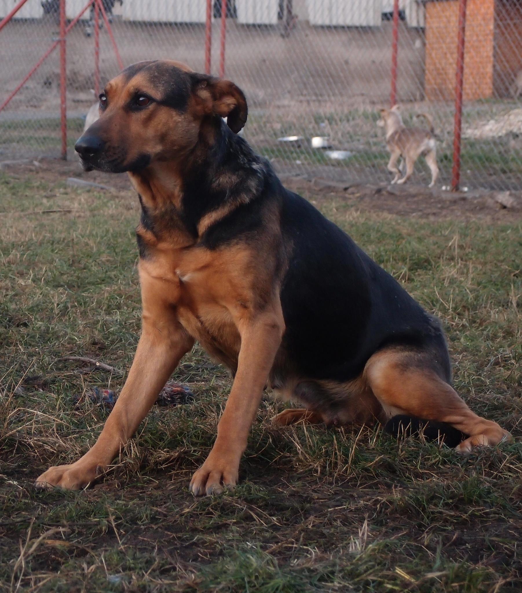 Adopcia zvierat z útulkov