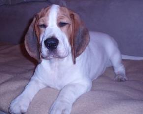 Je vhodné striedať jednotlivé značky granúl?