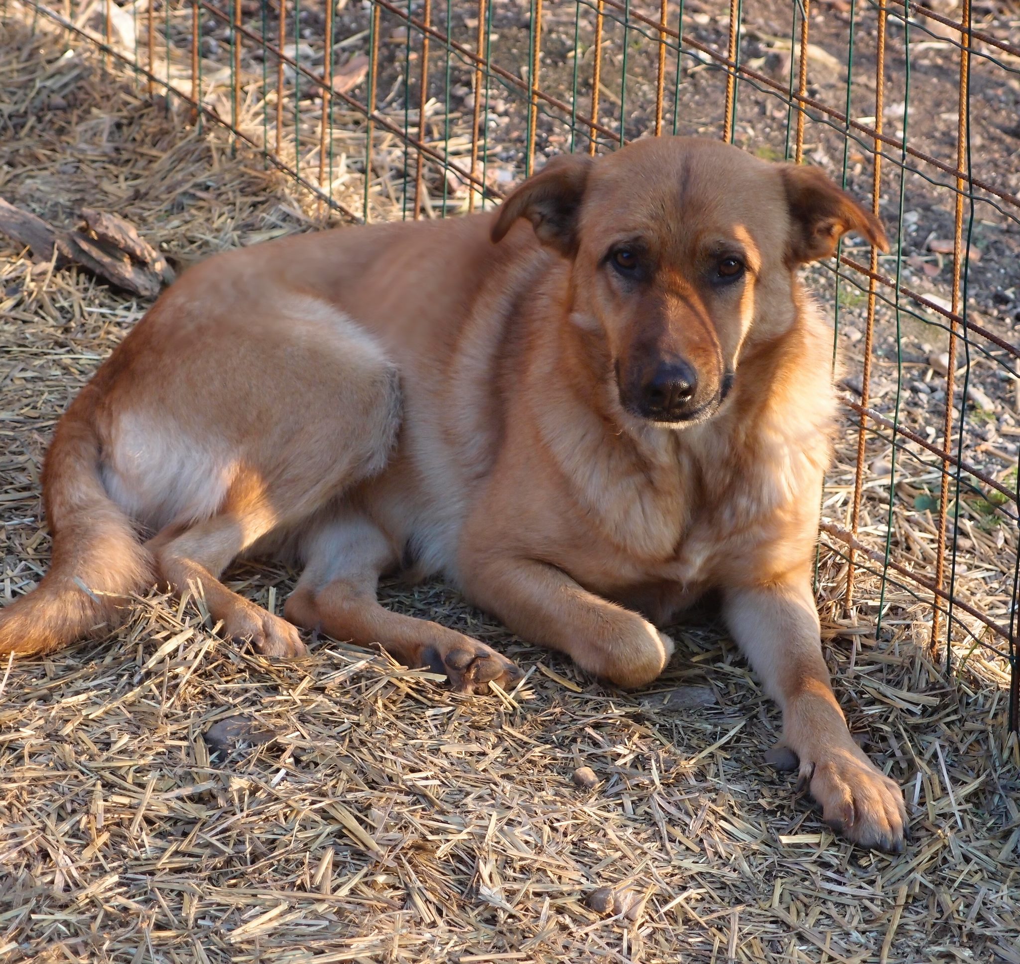 Prečo psa z útulku?