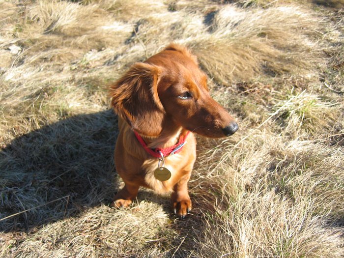 Poistenie štvornohého člena rodiny
