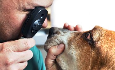 Má váš pes zdravé oči?