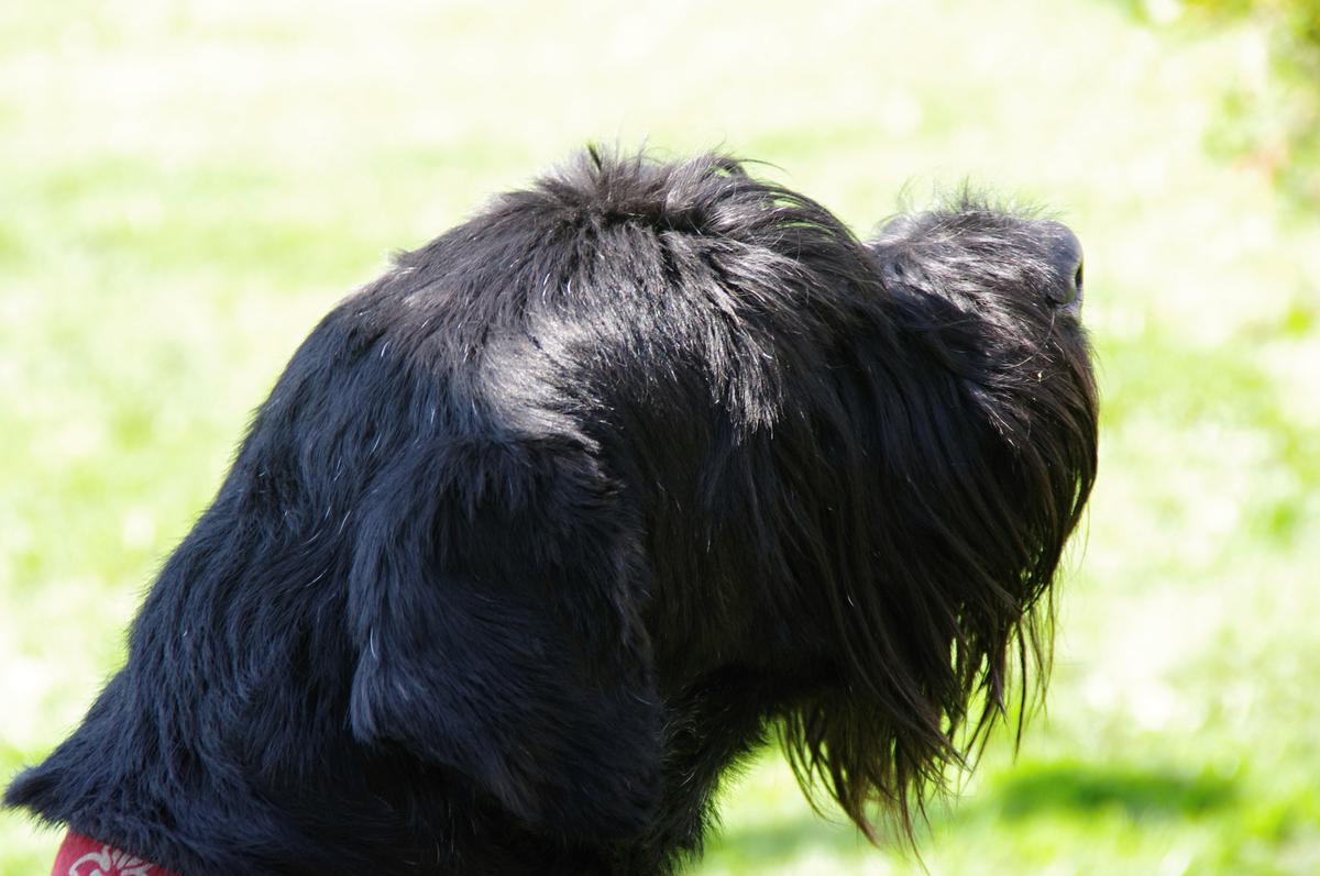 Operácie a homeopatiká