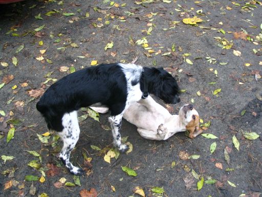 Aby sa jesenná vychádzka so psom vydarila