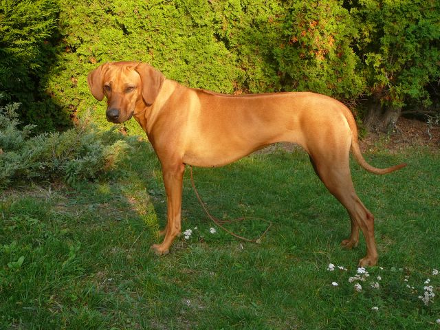 Kyselina listová a gravidita