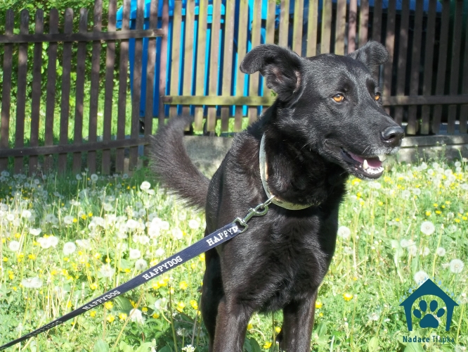 Ponuka psov na adopciu z nadácie Labky