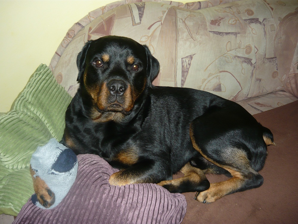 požieranie kameňov