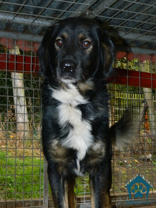 Psíci hľadajú nového pána