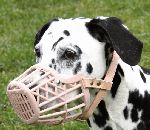 Trénovanie nosenie náhubku