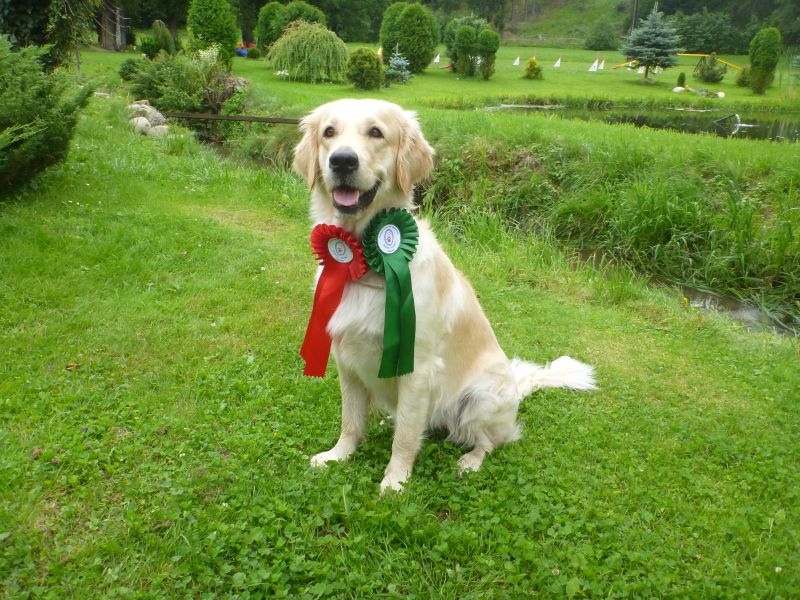 Osobná skúsenosť s psími športy