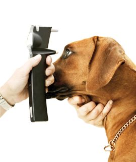 Až tretina psov s preukazom pôvodu má očnú vadu