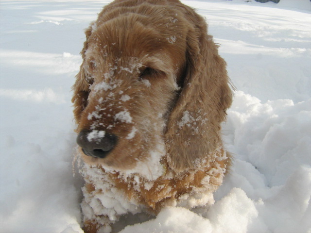 Čo robiť, keď sa pes zabehne?